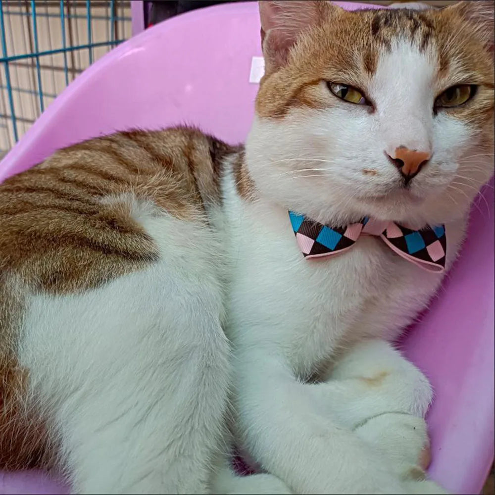 Candy & Summer Themed Breakaway Bowtie Cat Collars