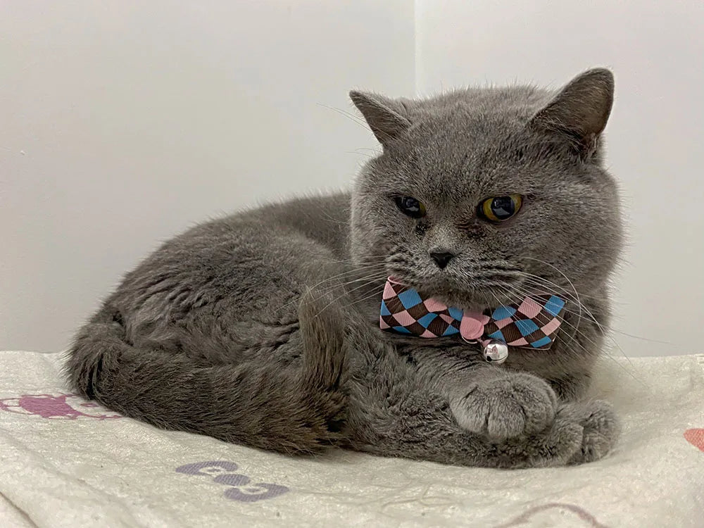 Hexagon and Heart Bowtie Breakaway Cat Collars